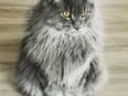 Mainecoon Deckkater in blue smoke, Maine Coon in 97493