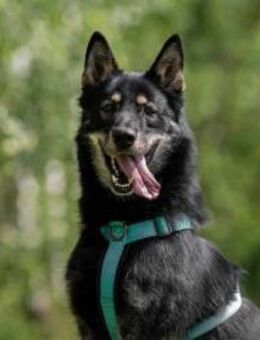 Familienhund Grey sucht seine Familie - Duisburg