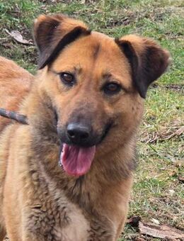 Liebe KAYA =Traum von einem Hund ♥️ - München