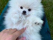 Zwergspitz/ Pomeranian Welpen suchen ein neues Zuhause - Colditz
