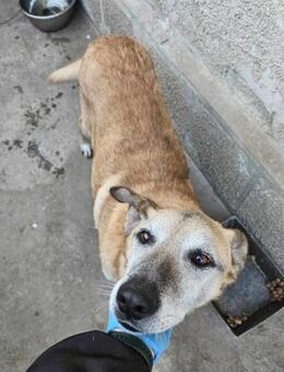 🐾 Moshu sucht sein Glück (C) - Ludwigshafen (Rhein)