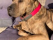 Dulzura; aktive Shar-Pei Mix - Geilenkirchen