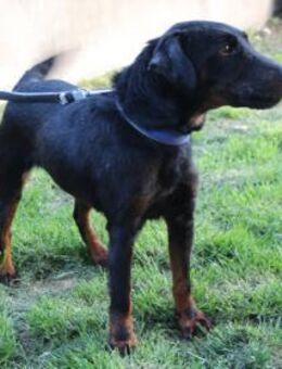 JULLY R.- intelligent und lernwillig - Overath