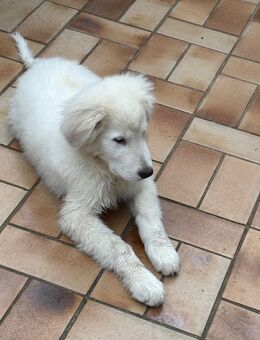 Rocky such ein neues Zuhause - Wesel