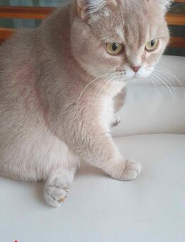 Wunderschöne Bkh kitten - Oldenburg