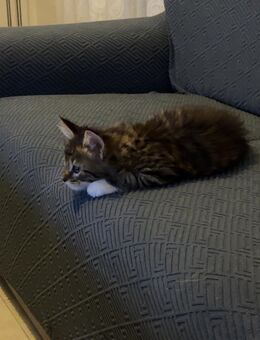 Maine Coon Kitten sucht liebevolles Zuhause - Attendorn (Hansestadt)