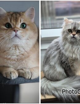 BLH kitten mit Stammbaum Ankündigung! - Drestedt