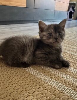 Ragdoll mix Baby Katzen - Lübeck