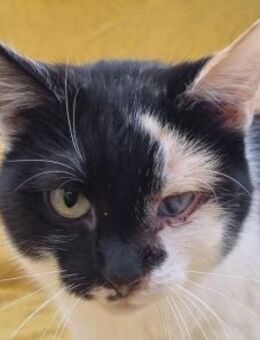 BIENE-1 jährige, dreifarbige Jung-Katze - Rösrath