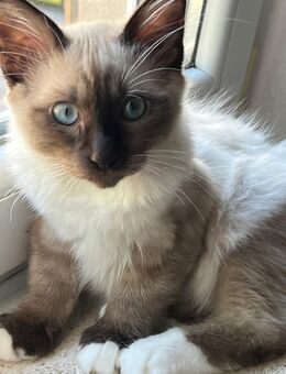 Süßer Birma Kater sucht liebevolles Zuhause - Bergisch Gladbach
