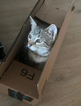 Zwei süße Katzen suchen ein neues Zuhause❤️ - Augsburg
