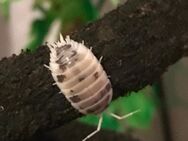 Panda Asseln, Porcellio Laevis, Gesundheitspolizei, Futtertiere, Zierasseln, Wirbellose - Dillenburg