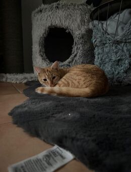 Katze in liebevolle Hände abzugeben - Steinheim (Albuch)