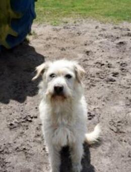 DIAMOND sucht sein Singlekörbchen - Koblenz