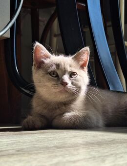 Reinrassige Britisch Kurzhaar BKH Kitten - Duisburg
