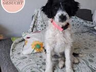 HERRA sucht ihre Familie ❤️ - Saarbrücken