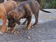 🐾Fröhlicher Welpe Forrest sucht Schutz - Eislingen (Fils)