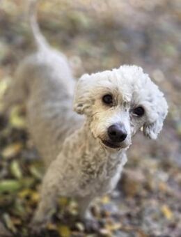 Cora, aktives , liebes Pudelmixmädchen - Remagen