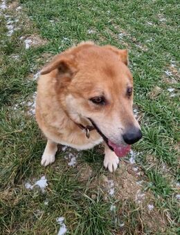 Herbst des Lebens - Lucky - Külz (Hunsrück)