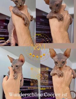 Canadian Sphynx mit Stammbaum - Ulm