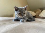 Bkh Kitten - Recklinghausen Zentrum