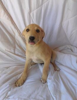 🧡 Fröhlicher Welpe Ziko sucht dich 🐶 - Eislingen (Fils)