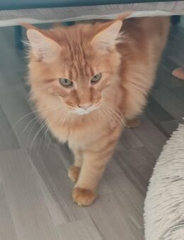 Maine coon Kater abzugeben - Osnabrück
