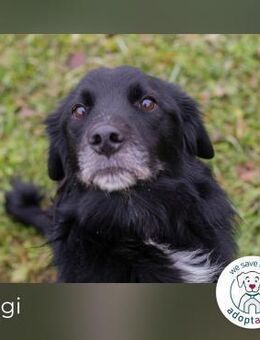 Luigi sucht ein Zuhause - Kirchzell