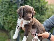 Australian Shepherd / Münsterländer Welpen - Roth (Bayern)