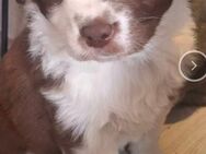 Australian shepherd - Haren (Ems)