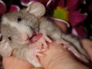 ♡ Warteliste für Ratten Nachwuchs ♡ - Frankfurt (Main)