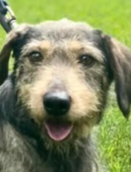 KROKETT - ein Hund für alle Lebenslagen - Seggebruch