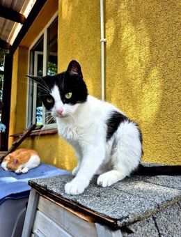 Senorita sucht Ihr Happy End - Hochheim (Main)