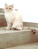 Liebevolle British-Kurzhaar-Dame in gute Hände abzugeben in 16818