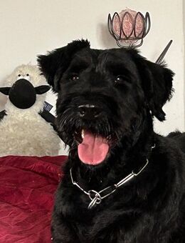 Riesenschnauzer Hündin sucht erfahrenes zuhause - Bochum