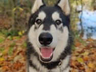 Husky-mix Rüde 1,5 jahre - Adelsdorf