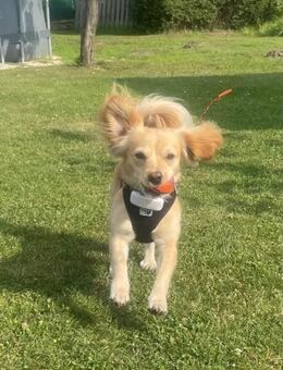 Kleiner MIO sucht ländliches Zuhause - Berlin