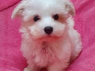 Snoopy ! - Wolfhagen