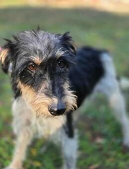 Arda wünscht sich ein Körbchen für immer - Nordwalde