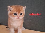 Süsse Bkh kitten - Anröchte