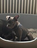 Lilli sucht ein neues Zuhause in 96450