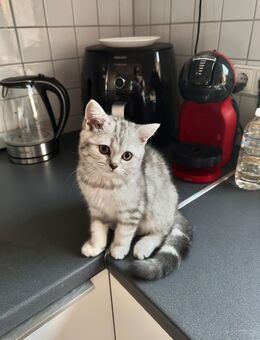 Liebevolle Kitten suchen ein Zuhause 🐾❤️ - Essen