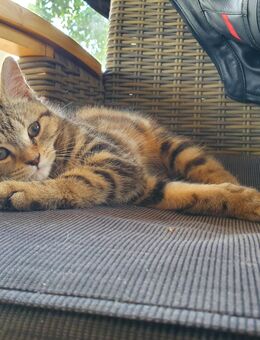 Perser Mix Katzenbaby / Kitten abzugeben - Ahrensfelde