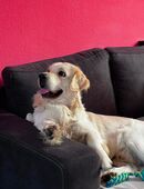 Deckrüde Golden Retriever in 99996