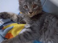 Main Coon/Siam Kitten - Augsburg