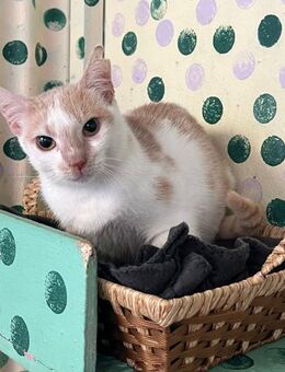 Trixie aus dem Tierschutz Kreta - Grevenbroich