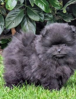 Traumhaft schöne Pomeranian Zwergspitz Welpen Bärchen-Typ - Rayerschied