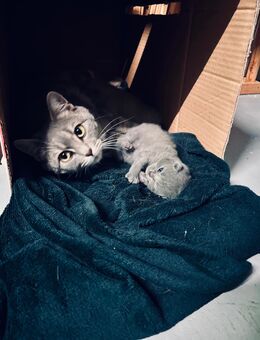 3 zuckersüße graue BKH Babykatzen Kitten - Mutterstadt
