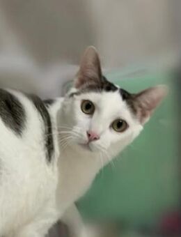 Ady ein ganz besonderer Kater... - Oberhausen (Rheinland-Pfalz)