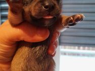 Noch 2 Chihuahuawelpen - Gera